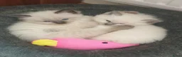 Ragdoll cats for sale: 4 x Fluffy Ragdoll Chocolate Sealpoint kittens - Advert 2