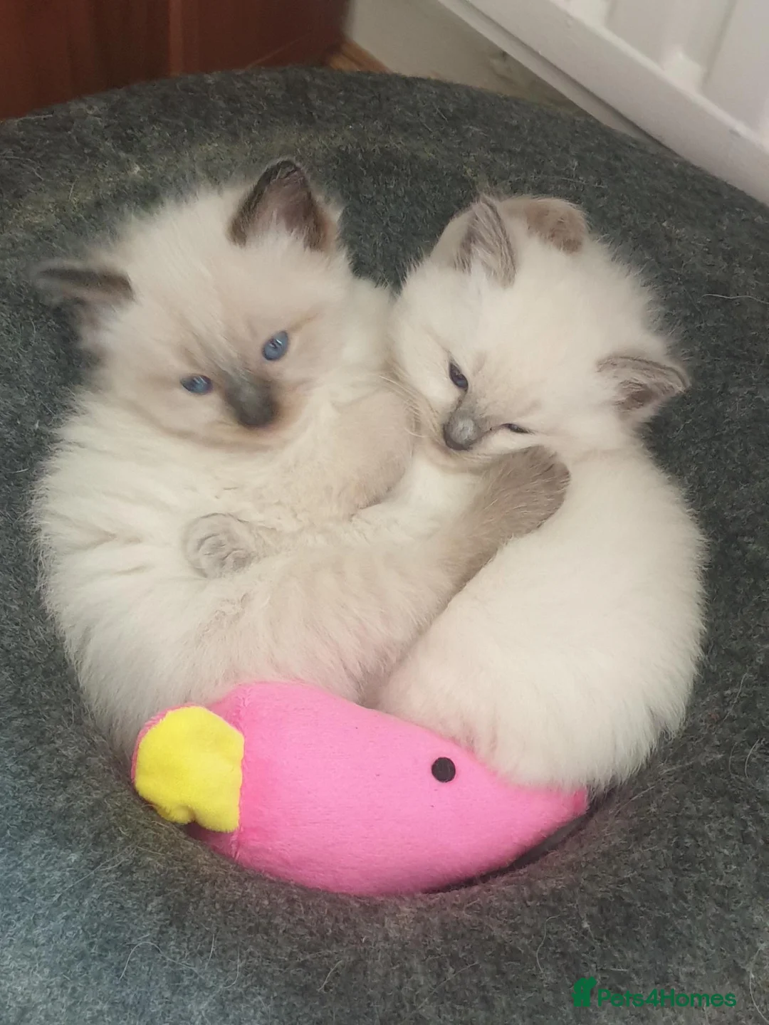 Ragdoll cats for sale: 4 x Fluffy Ragdoll Chocolate Sealpoint kittens - Advert 2