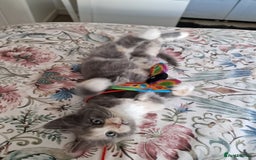 British Shorthair cats for sale: Half British Shorthair half fluffy  - Image 11