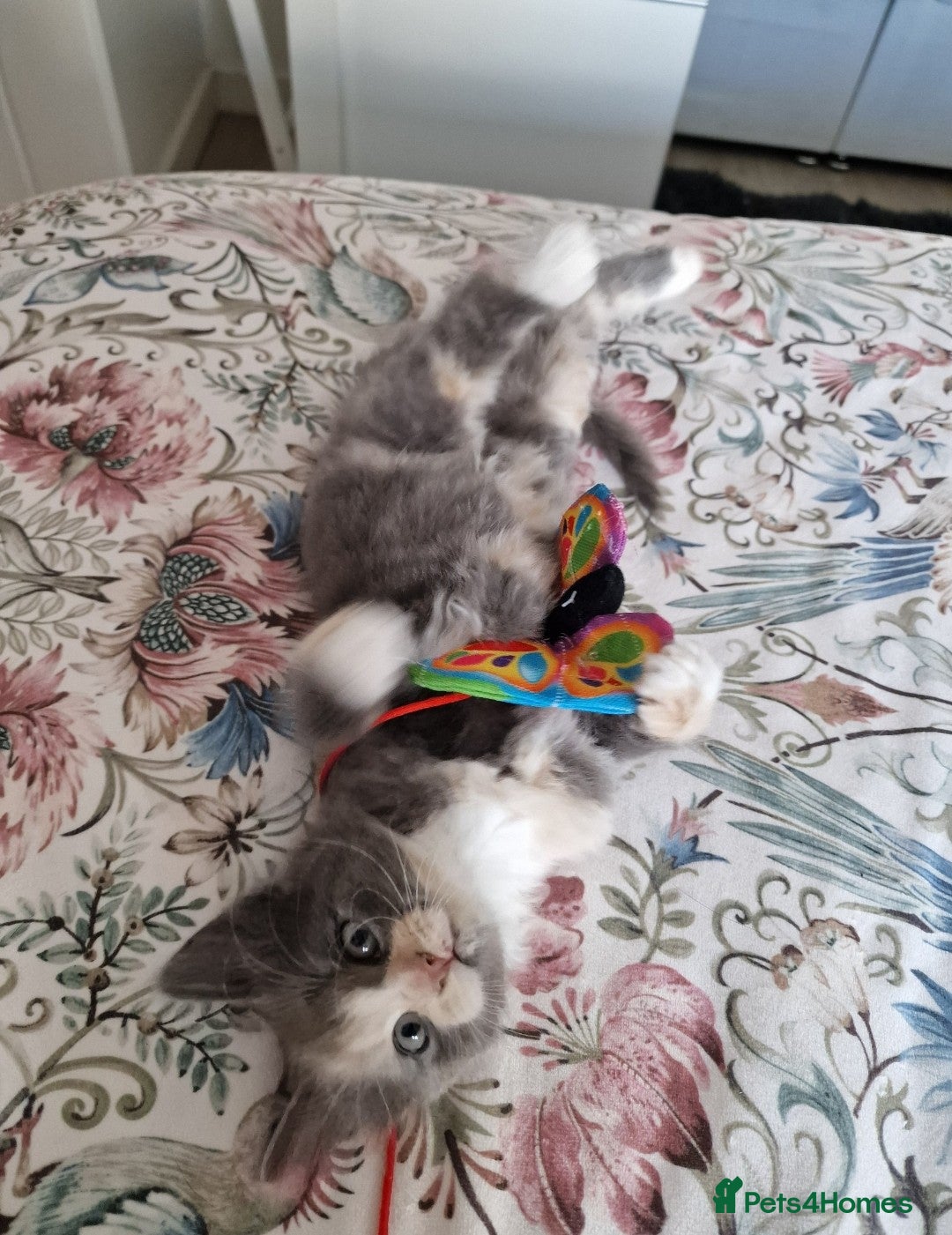 British Shorthair cats for sale: Half British Shorthair half fluffy  - Image 11