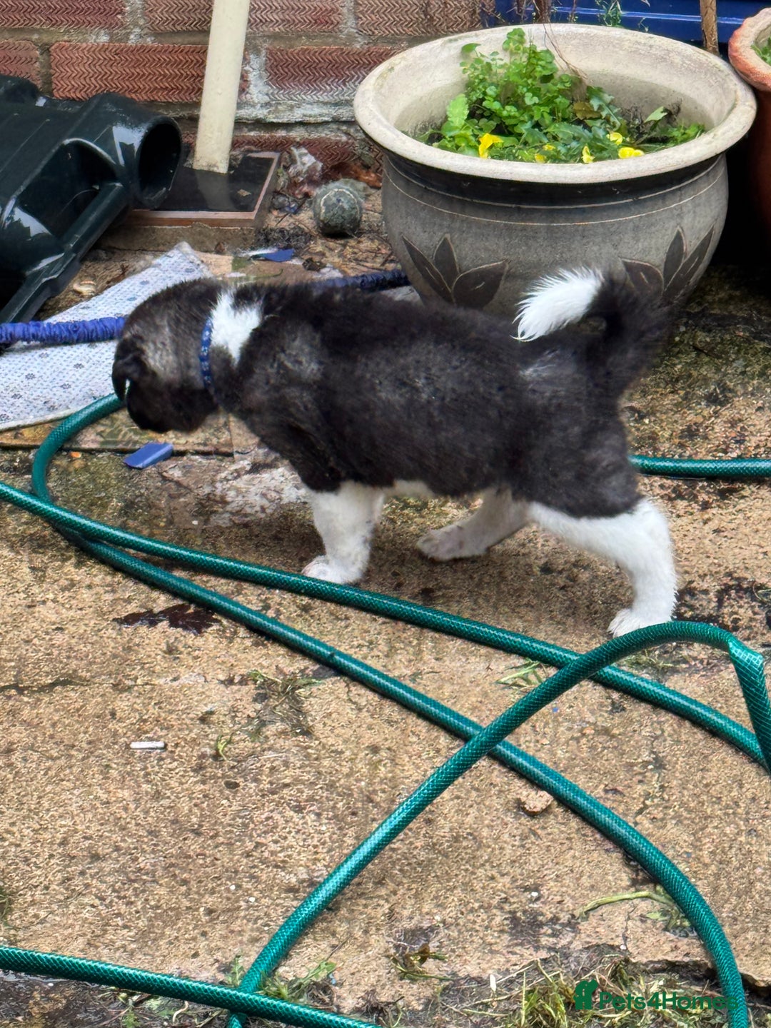 Akita dogs for sale: Black Mask American Akita Puppies - Advert 30
