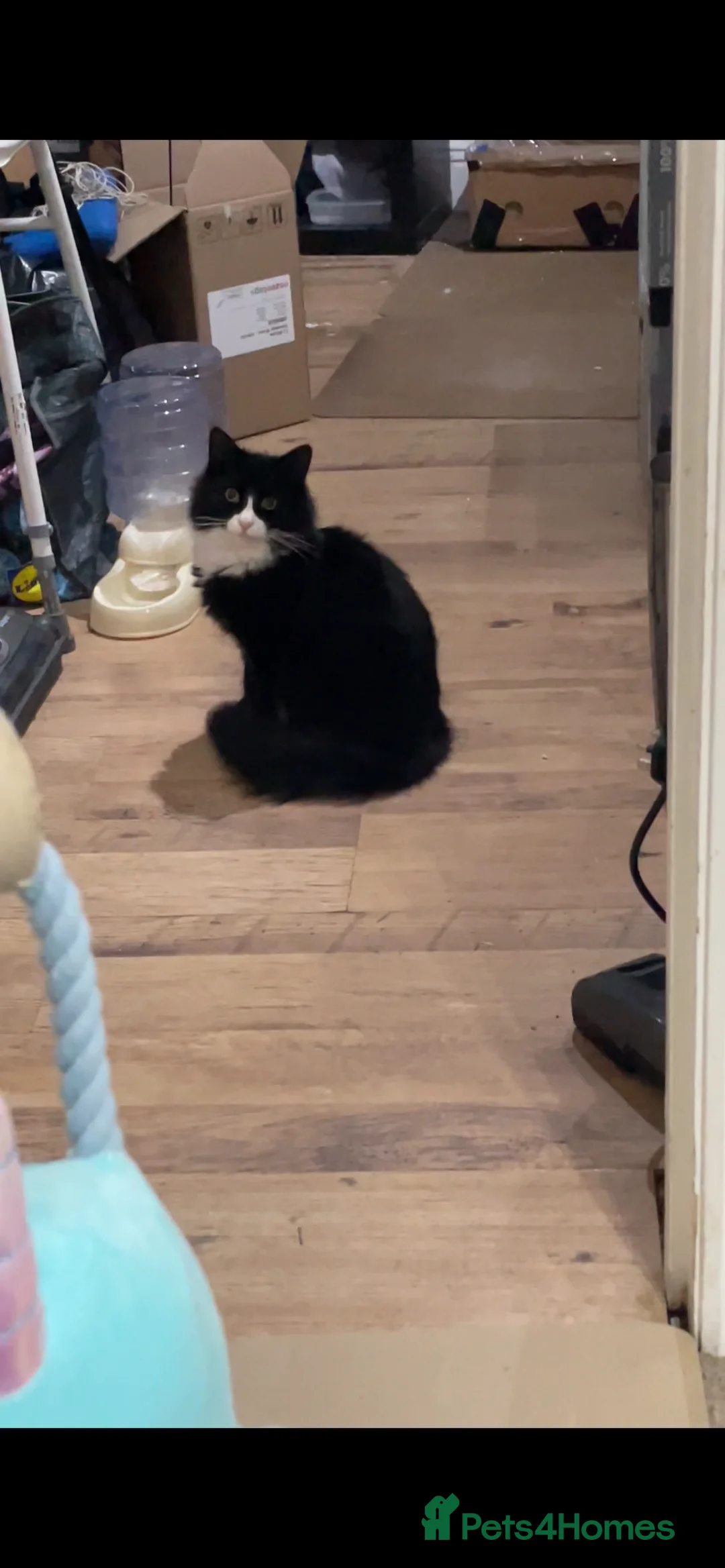 Norwegian Forest Cat cats for sale: Michu-Michu Handsome Boy - Advert 4