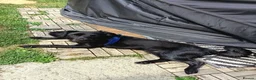 Mixed Breed dogs for sale: 10 month old Cockeranian - Advert 8