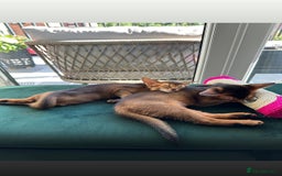 Abyssinian cats for sale: Last 3 kittens left ♥️💙 - Image 12