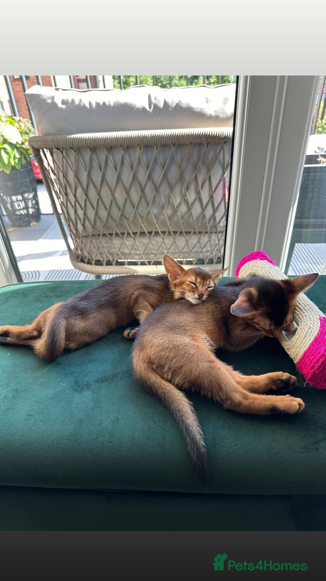 Abyssinian cats for sale: Last 3 kittens left ♥️💙 - Image 12