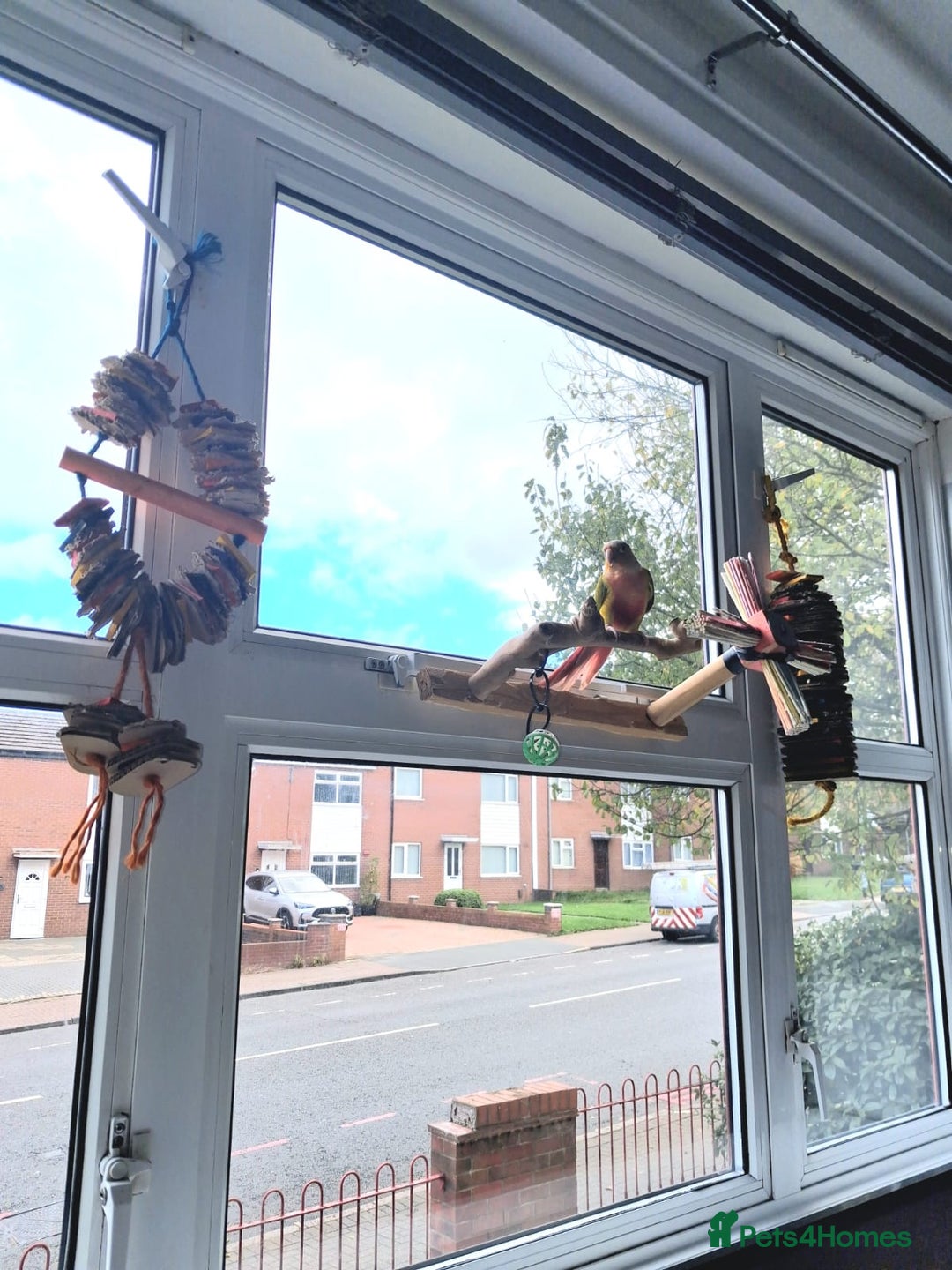 Conures birds for sale: High red pineapple green cheeked conure  - Image 5