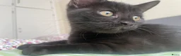 Mixed Breed cats for sale: Kittens for sale in Feltham - Advert 8
