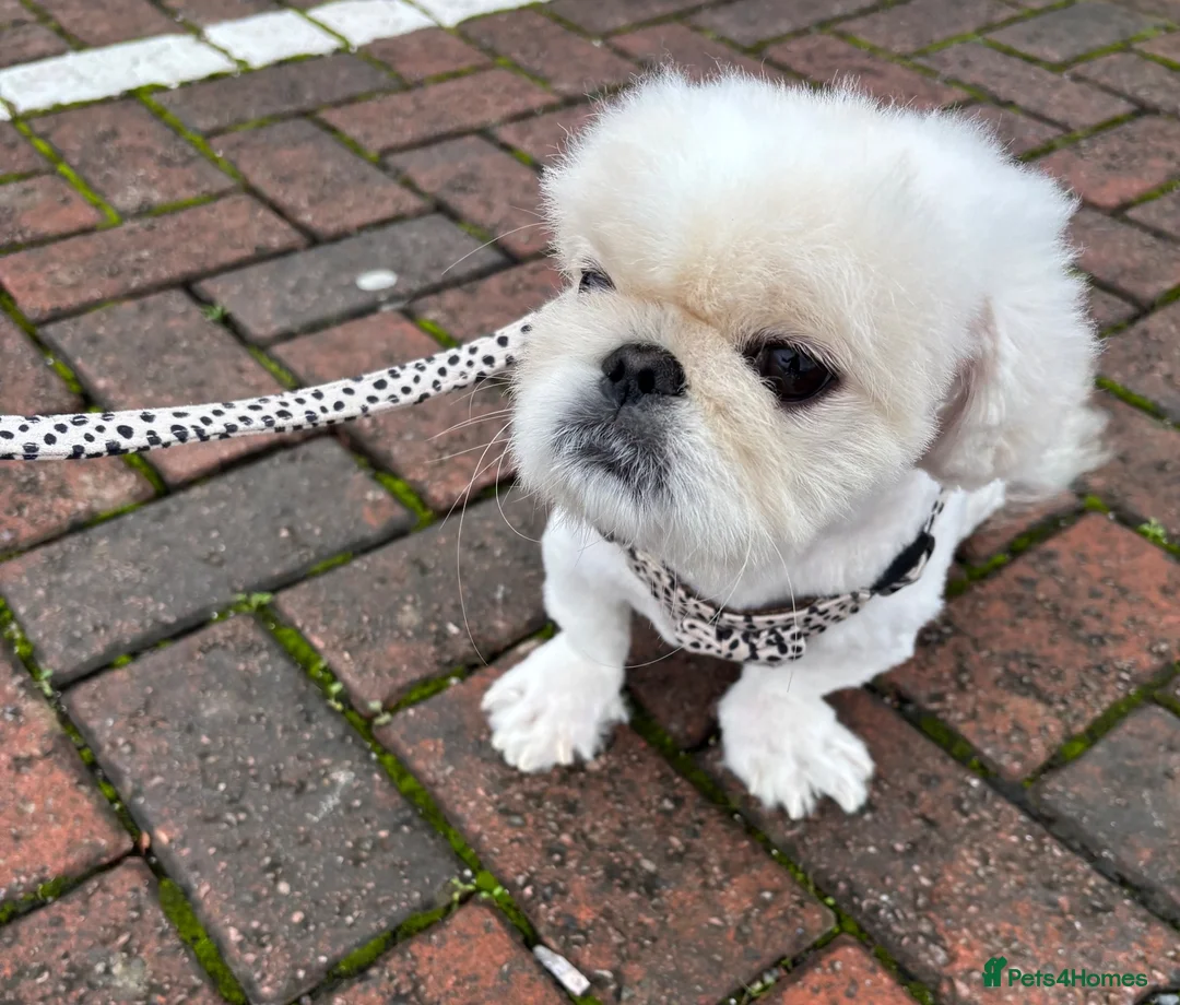 Pekingese dogs for sale: Top quality white male Pekingese  in Windsor - Advert 11