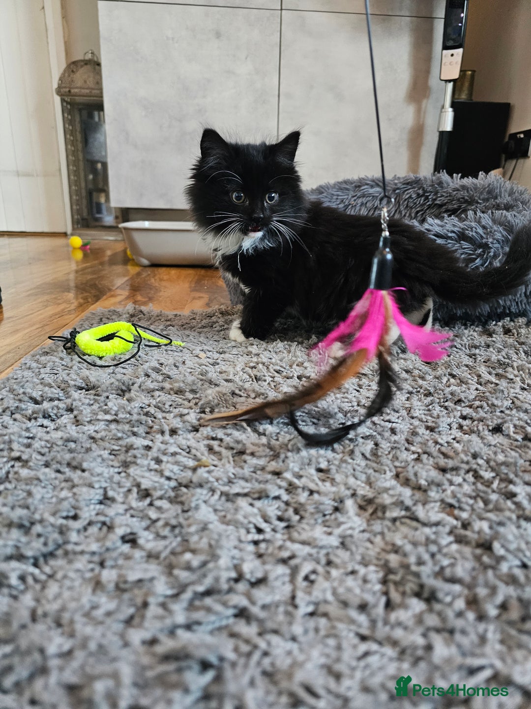 Mixed Breed cats for sale: 4 Gorgeous Bombay-Heritage Kittens- Litter Trained - Advert 18