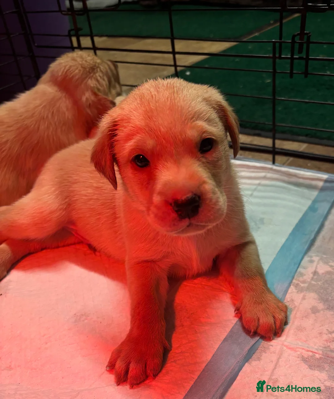 Labrador Retriever dogs for sale: Beautiful Labrador Puppies - Advert 9