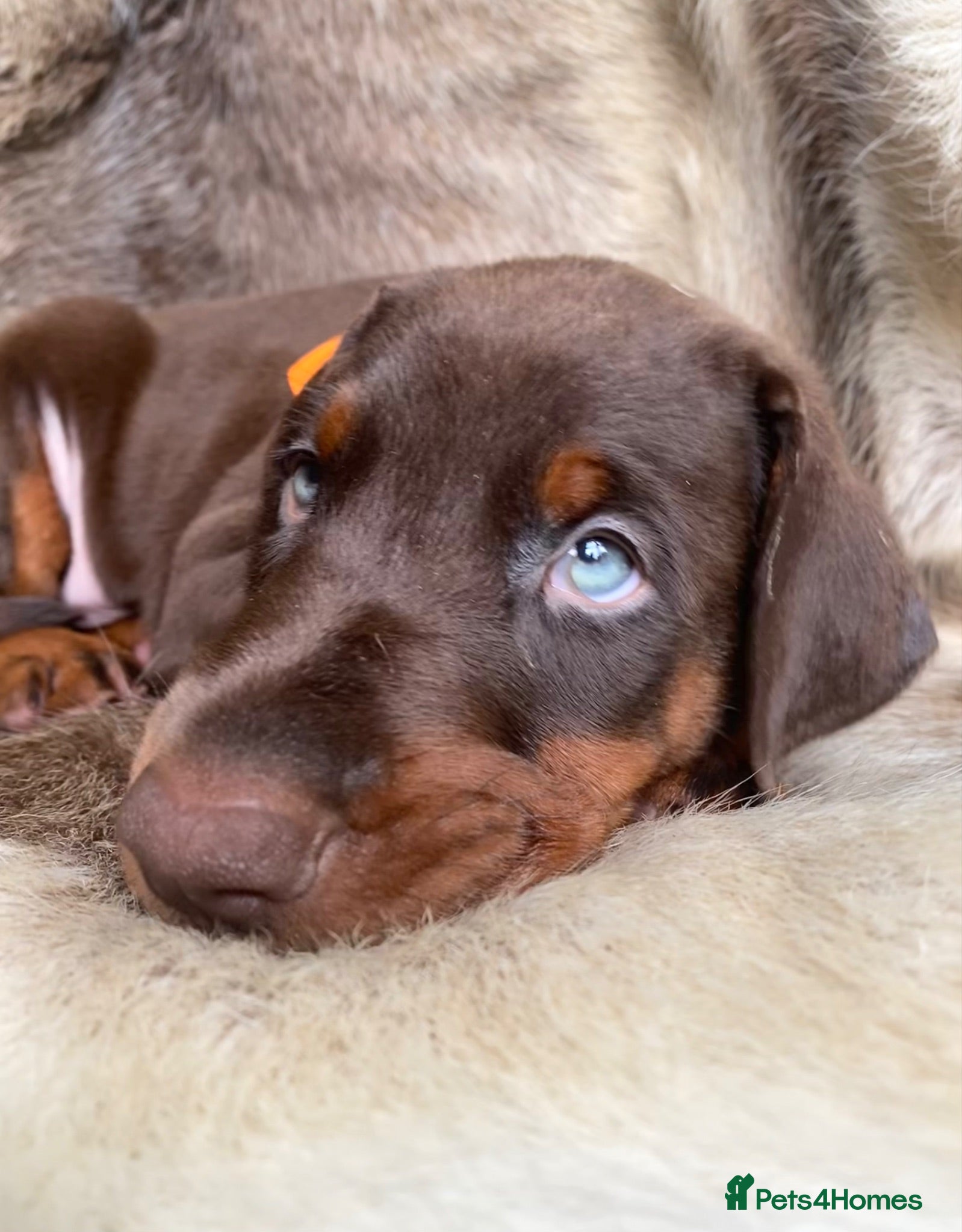 Dobermann dogs *KC REGISTERED* HEALTH TESTED DOBERMAN PUPPIES - Advert 2