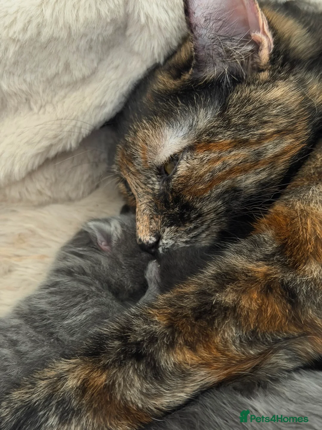 Mixed Breed cats for sale: British shorthair ragdoll mix  in Brighton - Advert 2