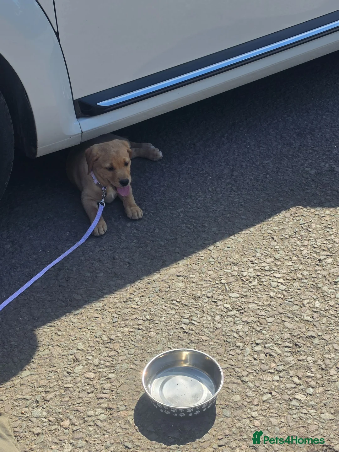 Labrador Retriever dogs for sale: 9 week old bitch for sale. - Advert 12
