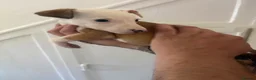 Whippet dogs for sale: Gorgeous whippet puppies  - Advert 3
