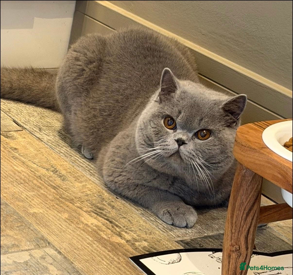 British Shorthair cats ✨ GCCF BEAUTIFUL KITTENS ✨ - Advert 2
