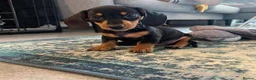 Miniature Dachshund dogs for sale: Miniature dachshund puppies  - Advert 10