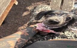 Miniature Dachshund dogs for sale: Long haired silver dapple female  - Image 1