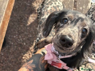 Miniature Dachshund dogs - Advert 19