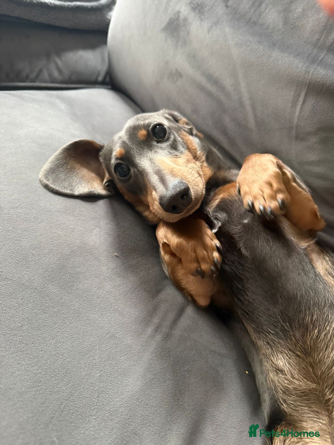 Dachshund dogs for sale: Richmond looking for his forever home  - Advert 1