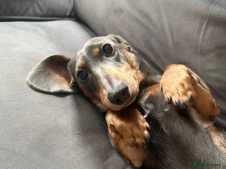 Dachshund dogs Richmond looking for his forever home - Advert 2