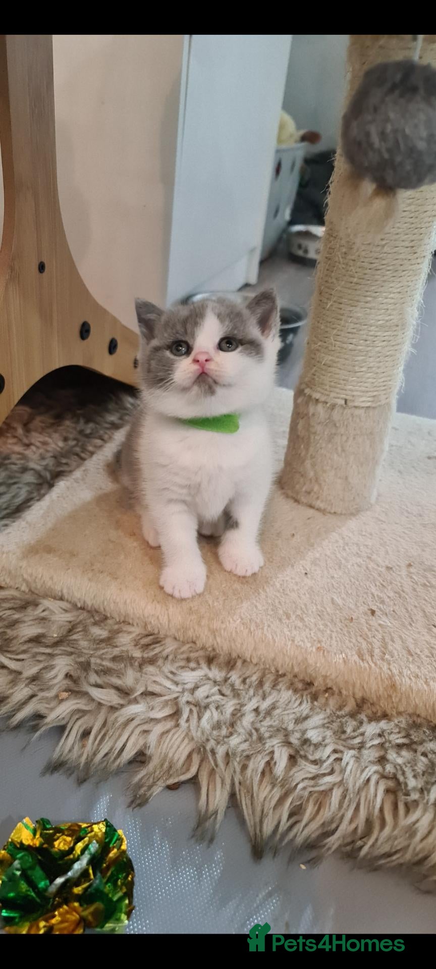 British Shorthair cats British shorthair kittens  - Advert 6