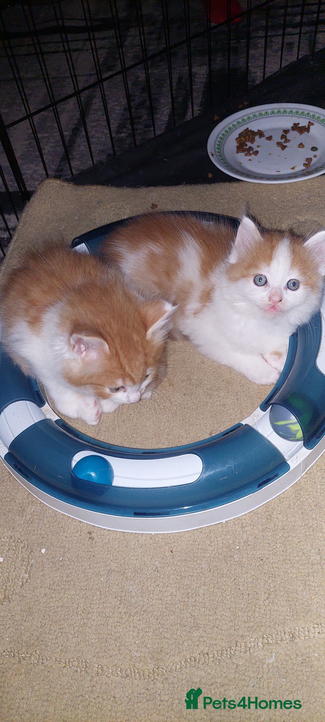 Mixed Breed cats for sale: 3 fluffy kittens - Advert 23