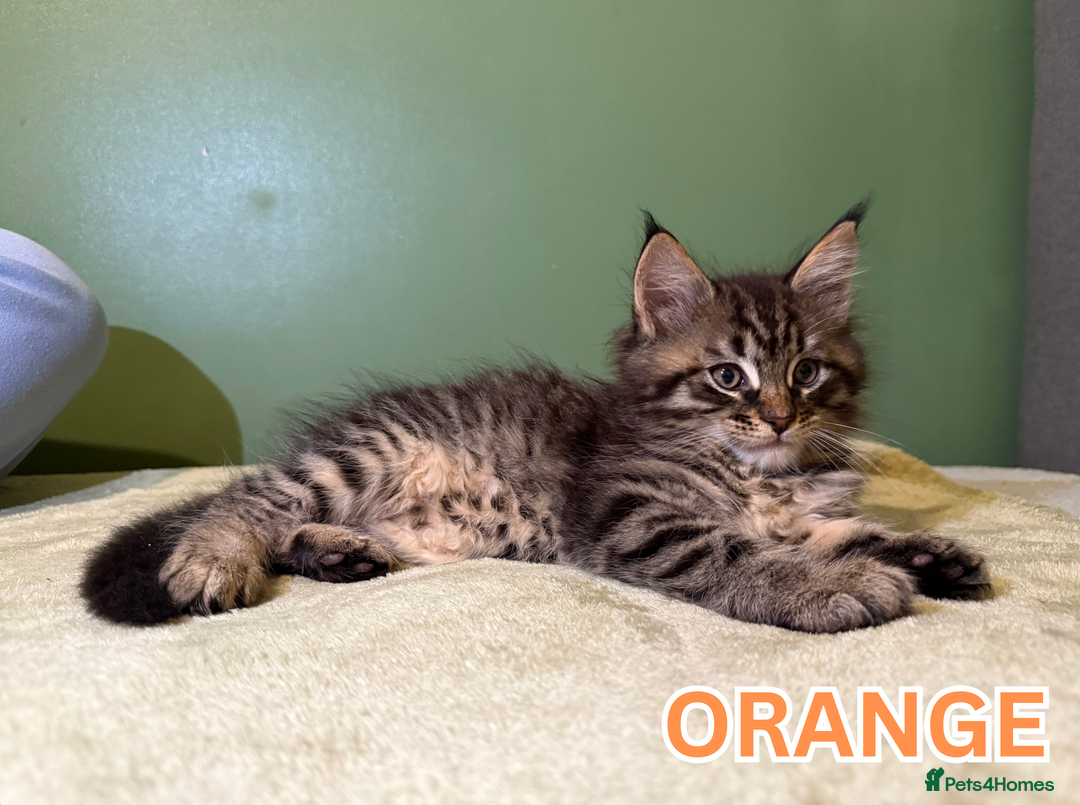 Maine Coon cats for sale: Maine Coon Cross Kittens Ready for Homes! - Advert 3