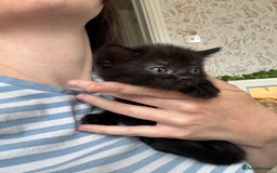 Mixed Breed cats for sale: 🐾 Two girls Looking for Future Forever Homes 🐾 - Image 2