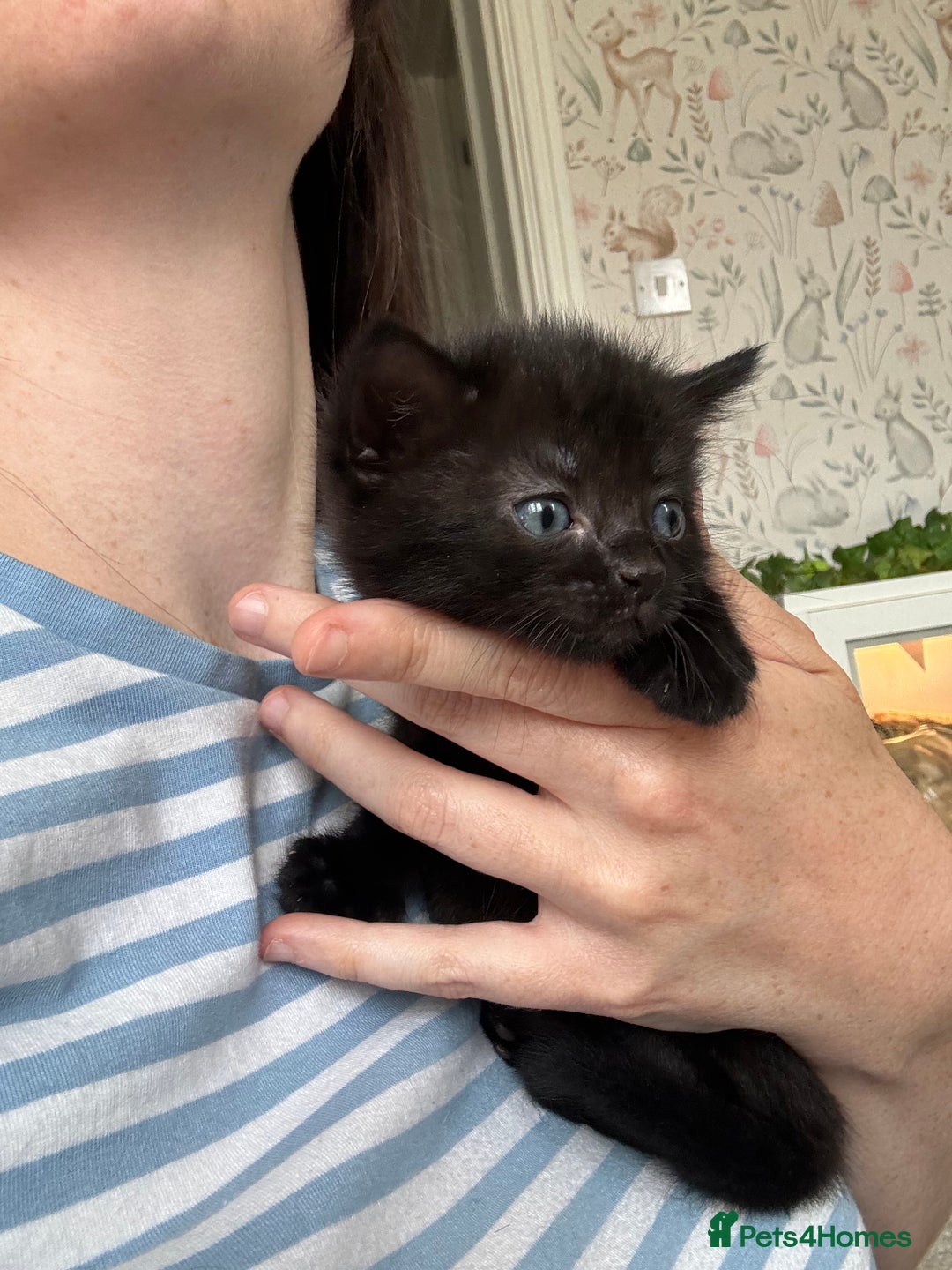 Mixed Breed cats for sale: 🐾 Two girls Looking for Future Forever Homes 🐾 - Image 2