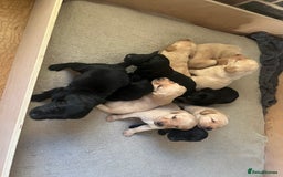 Labrador Retriever dogs for sale: Stunning Labrador puppies - Advert 7