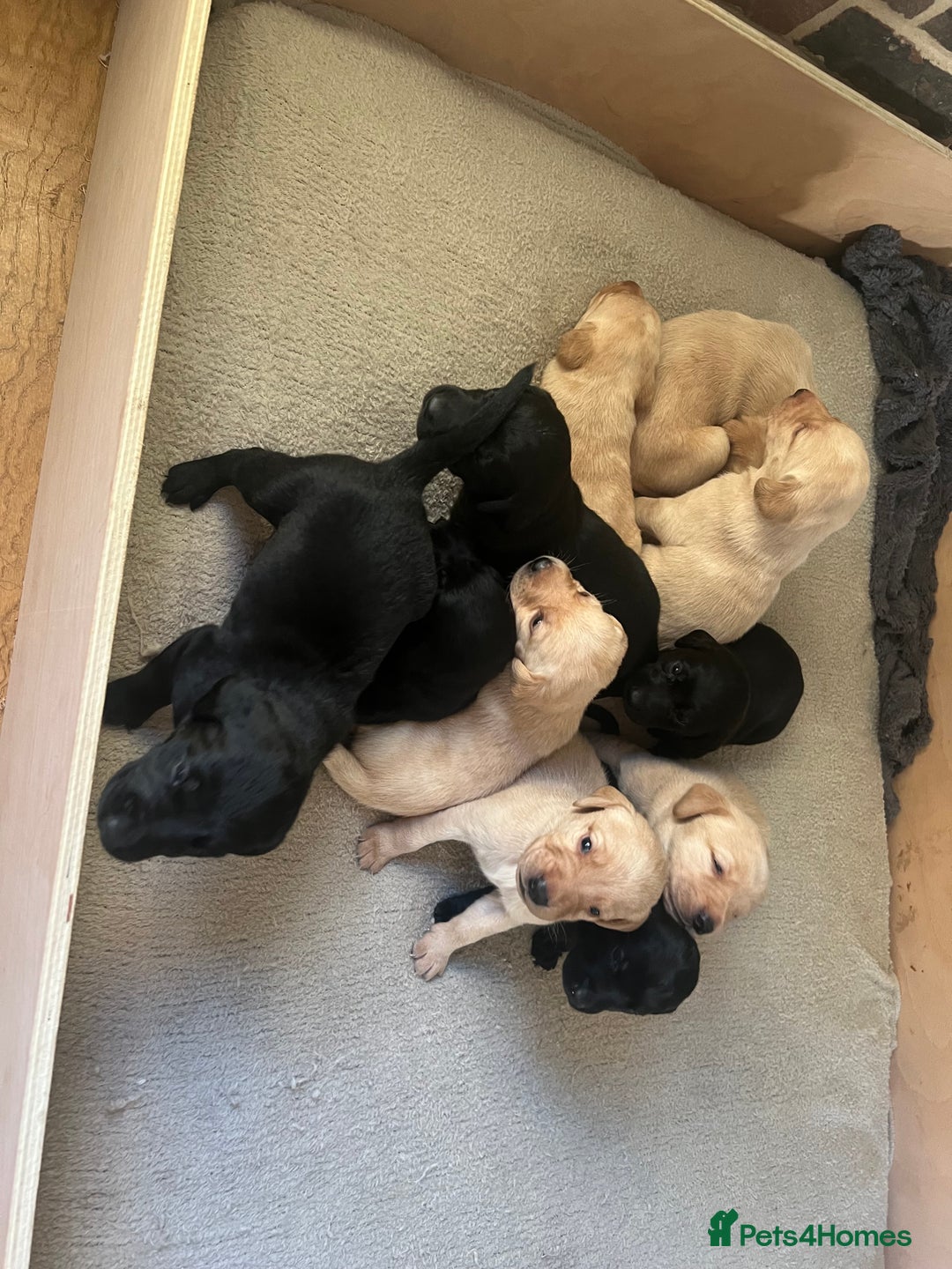 Labrador Retriever dogs for sale: Stunning Labrador puppies - Advert 7