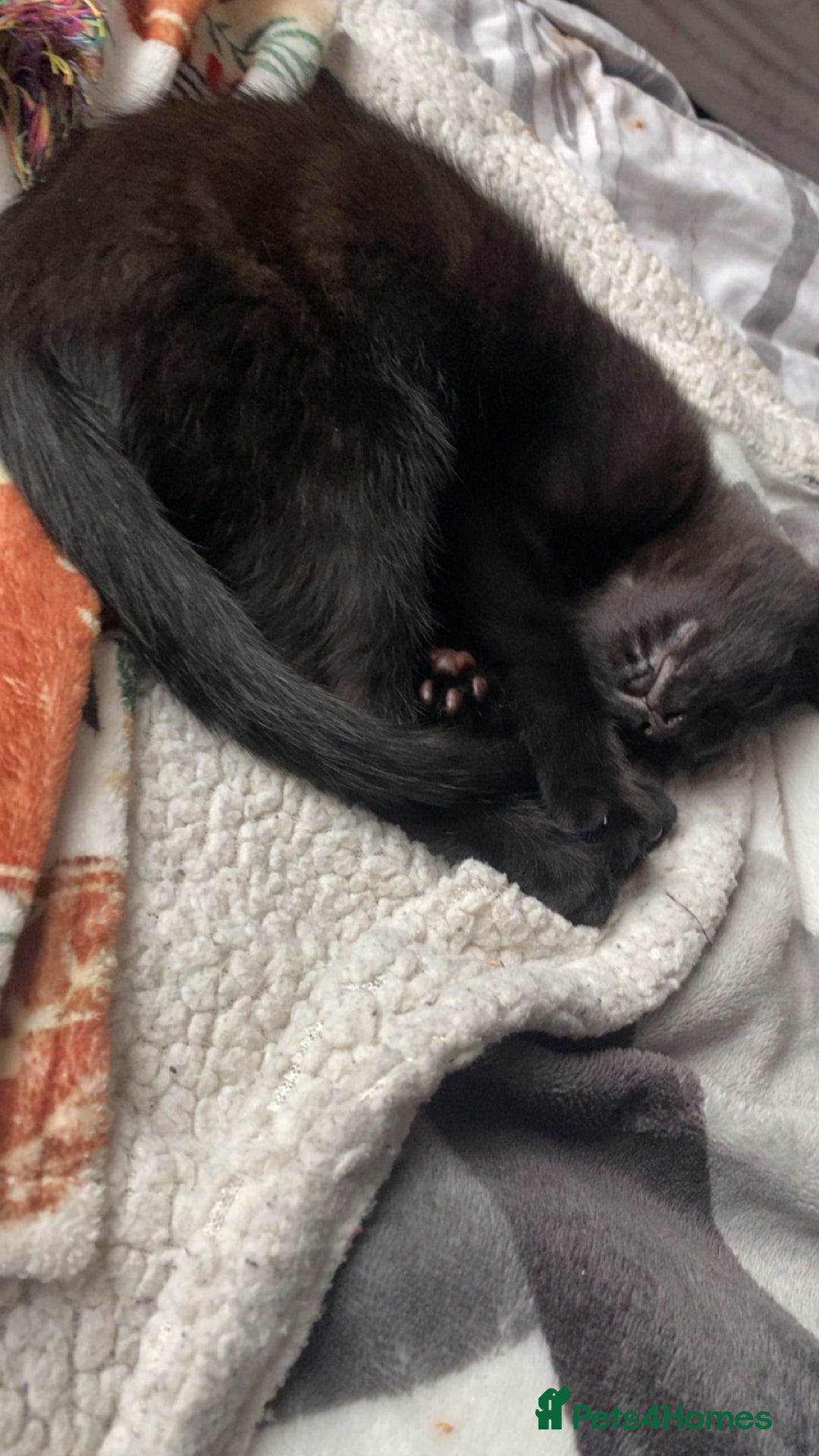 Mixed Breed cats for sale: MALE KITTEN NEEDS A NEW HOME ASAP - Image 6