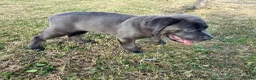 Mixed Breed dogs for sale: Cane Corso 75% x German Shepherd 25% - Advert 2