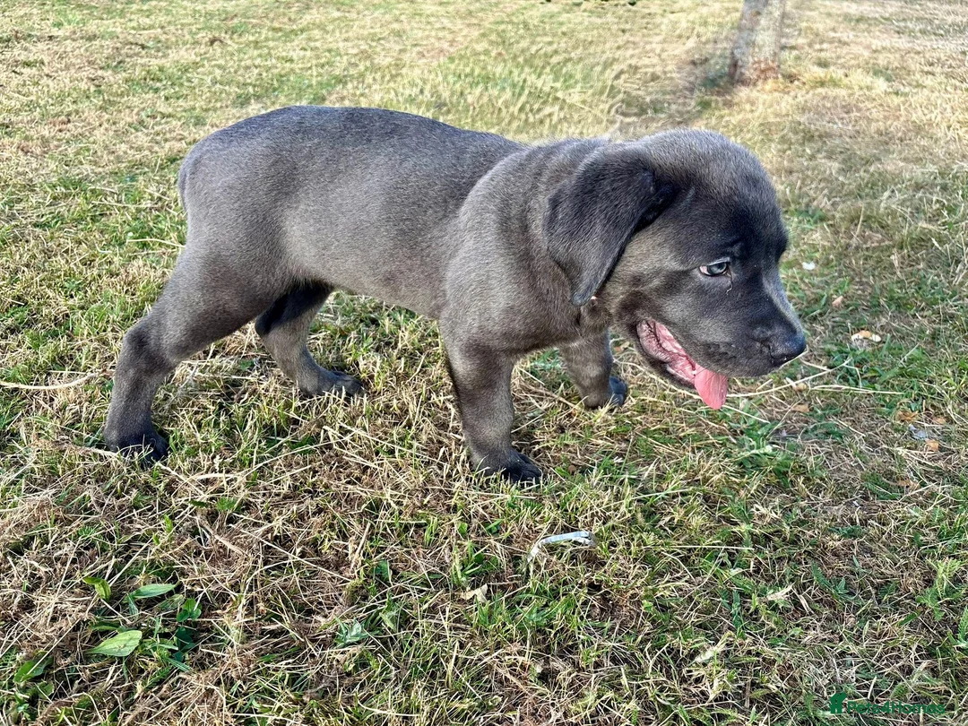 Mixed Breed dogs for sale: Cane Corso 75% x German Shepherd 25% - Advert 2