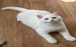 British Shorthair cats for sale: Gorgeous British Longhair & Shorthair Kittens - Image 31