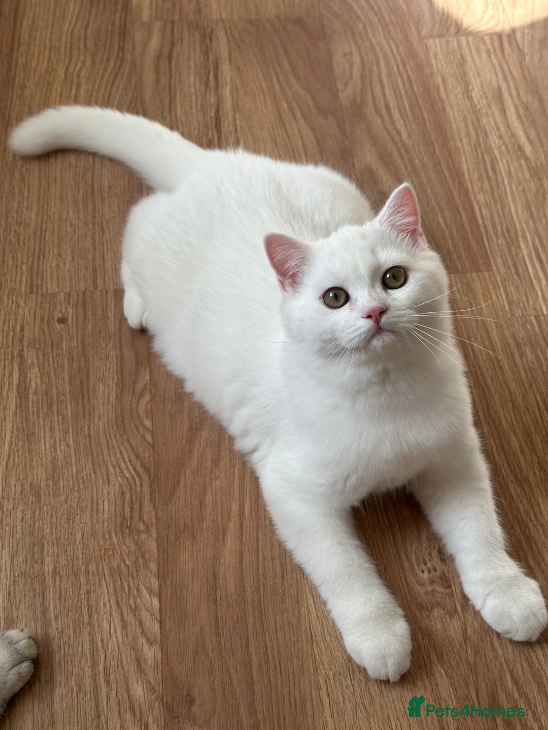 British Shorthair cats for sale: Gorgeous British Longhair & Shorthair Kittens - Image 31
