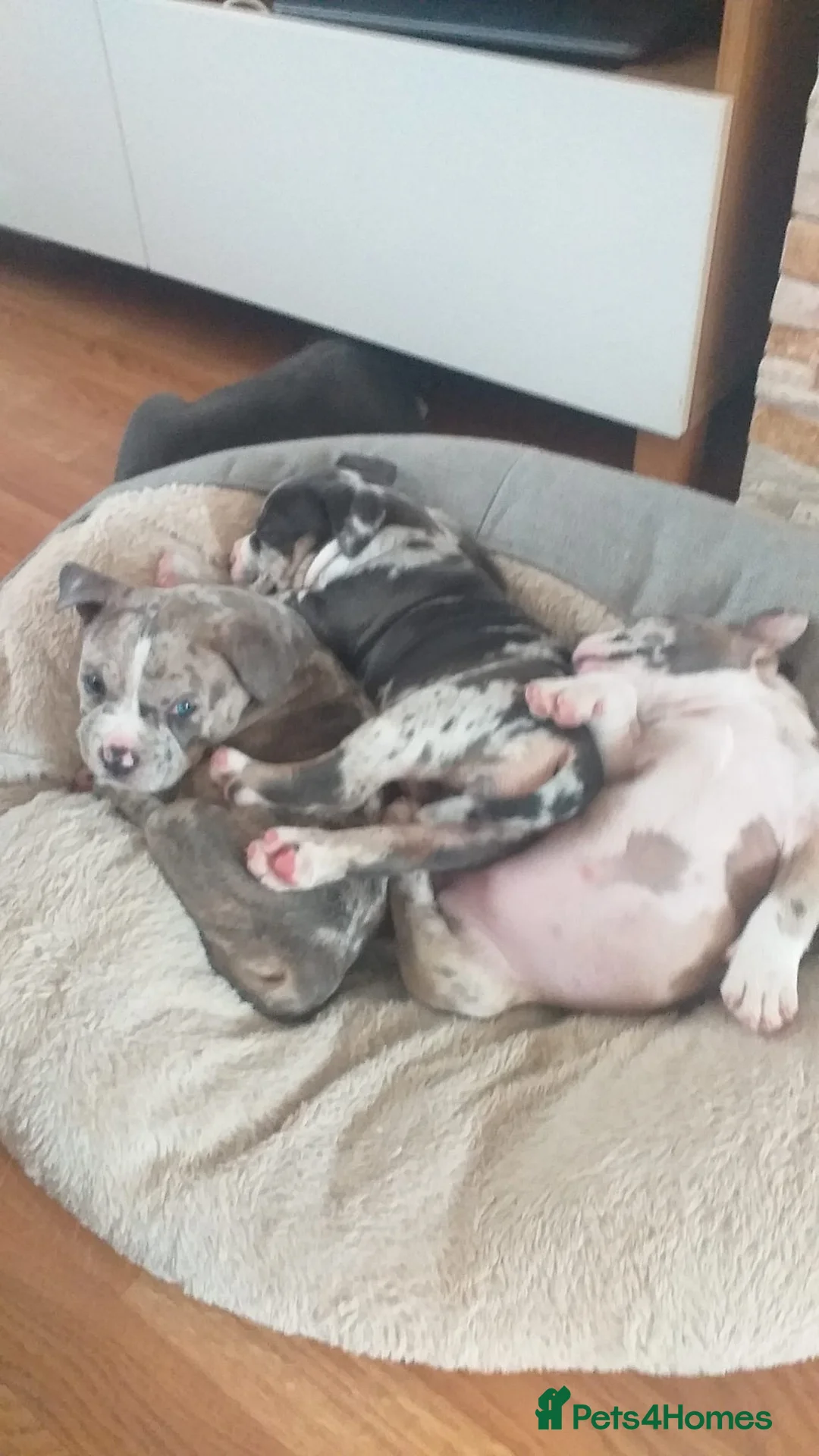 American Bully dogs for stud: Merle ABKC american pocket bully stud in Leicester - Advert 27