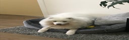 Samoyed dogs for sale: Beautiful Samoyed female  - Advert 5