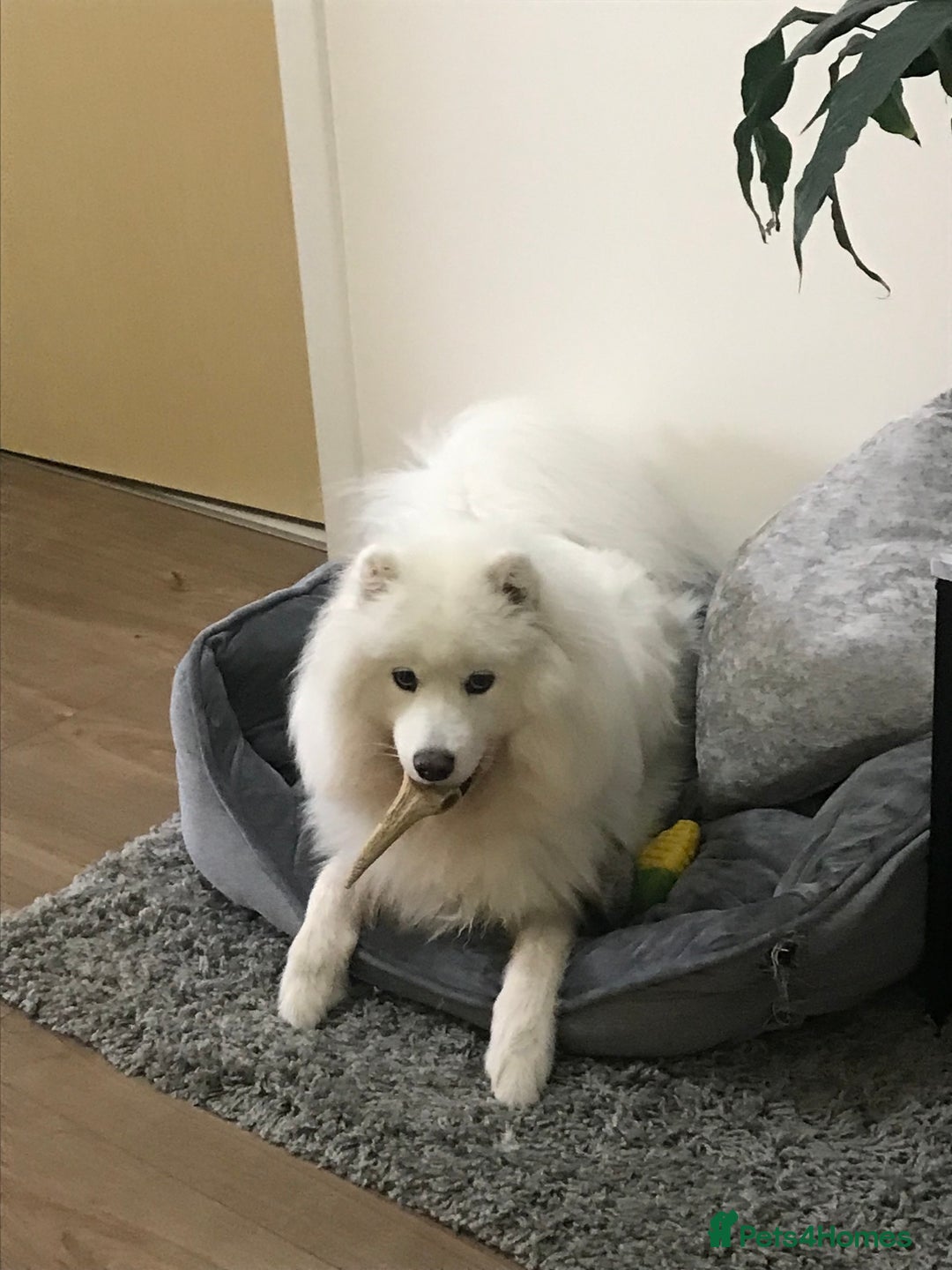Samoyed dogs for sale: Beautiful Samoyed female  - Advert 5