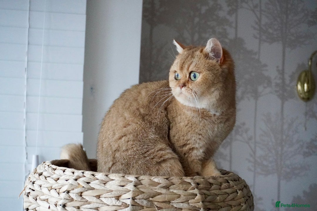 Scottish Fold cats for sale: Gorgeous Scottish Straight Girl - Advert 3