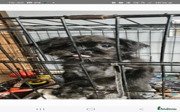 Mixed Breed dogs for sale: Shitzu cross pug - Image 7