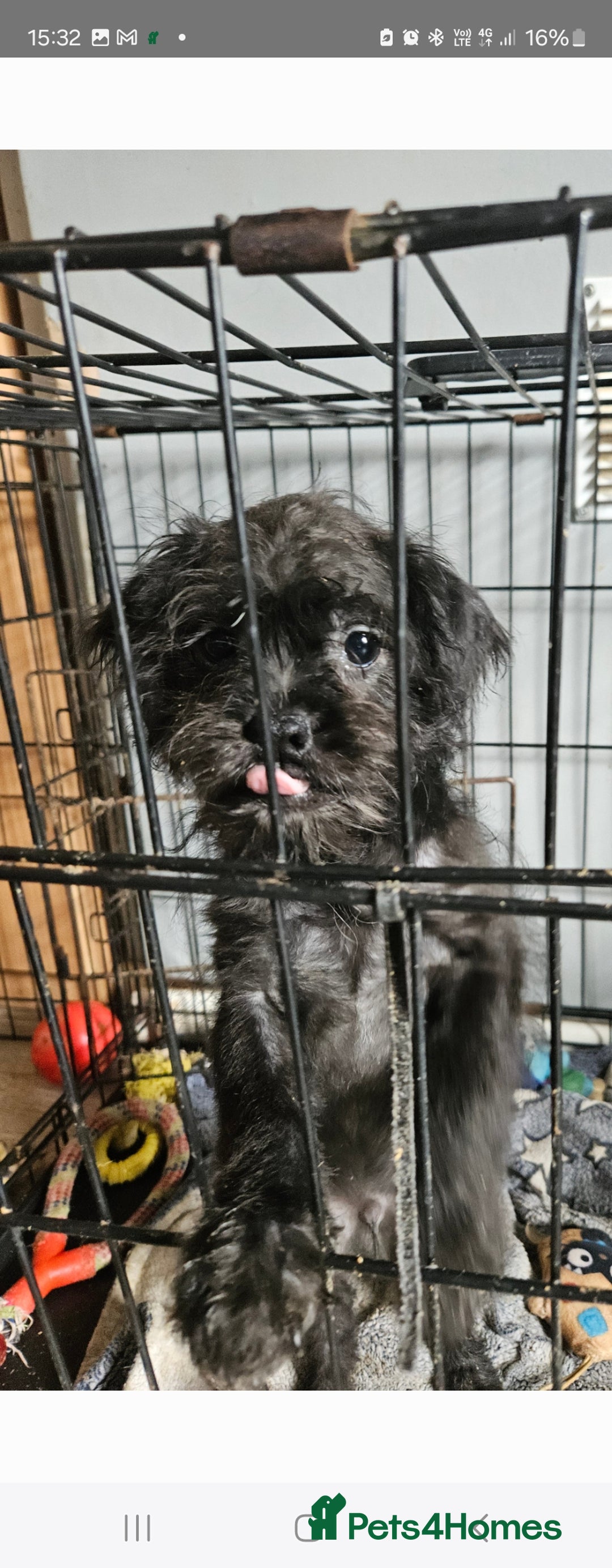 Mixed Breed dogs for sale: Shitzu cross pug - Image 7