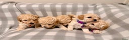 Cavapoochon dogs for sale: Cavapoochon Puppies Available From 12th January - Advert 3