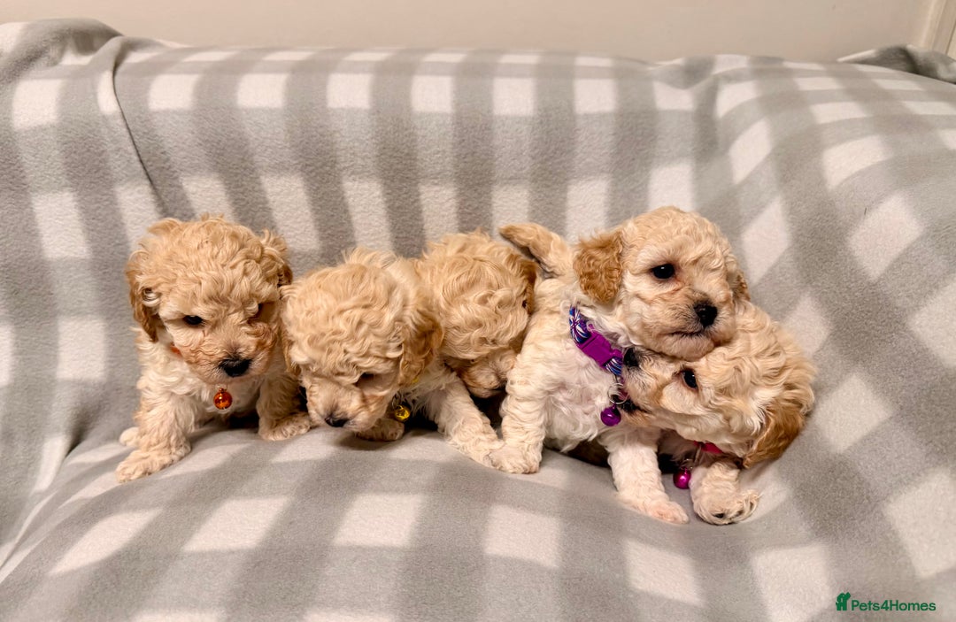 Cavapoochon dogs for sale: Cavapoochon Puppies Available From 12th January - Advert 3