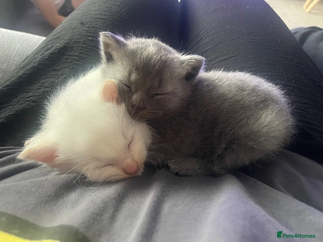Domestic Shorthair cats for sale: Albus & Willow in Chorley - Advert 9