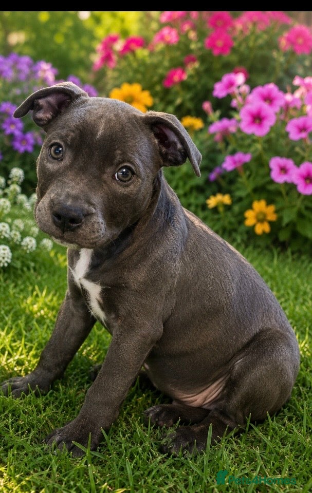 Staffordshire Bull Terrier dogs Last Boy Ready for his Forever Home ♥️ - Advert 17
