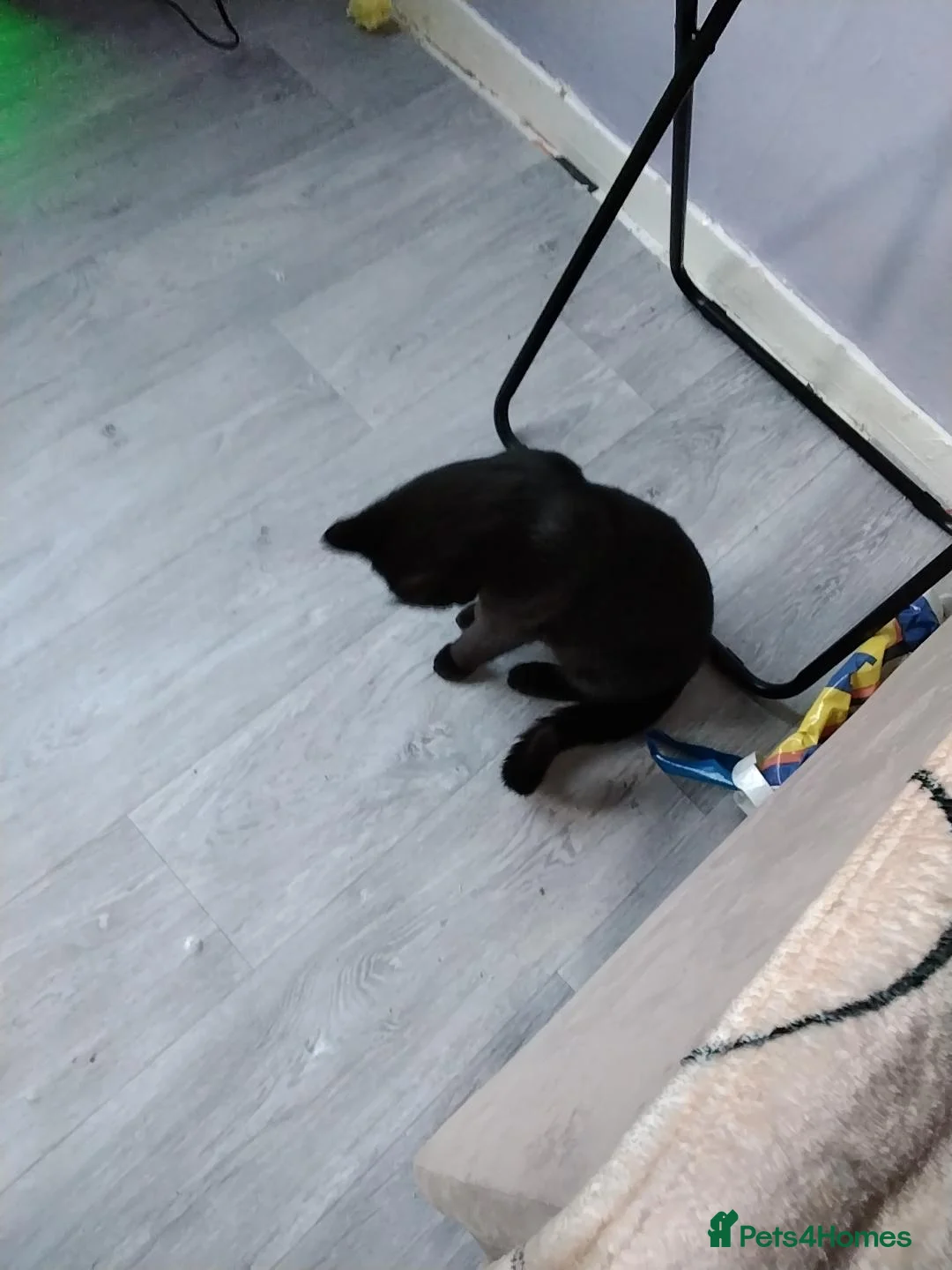 Mixed Breed cats for sale: Selling my black kitten - Advert 2
