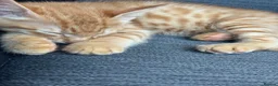 American Shorthair cats for sale: Ginger & tabby male for sale please read descripti - Advert 8