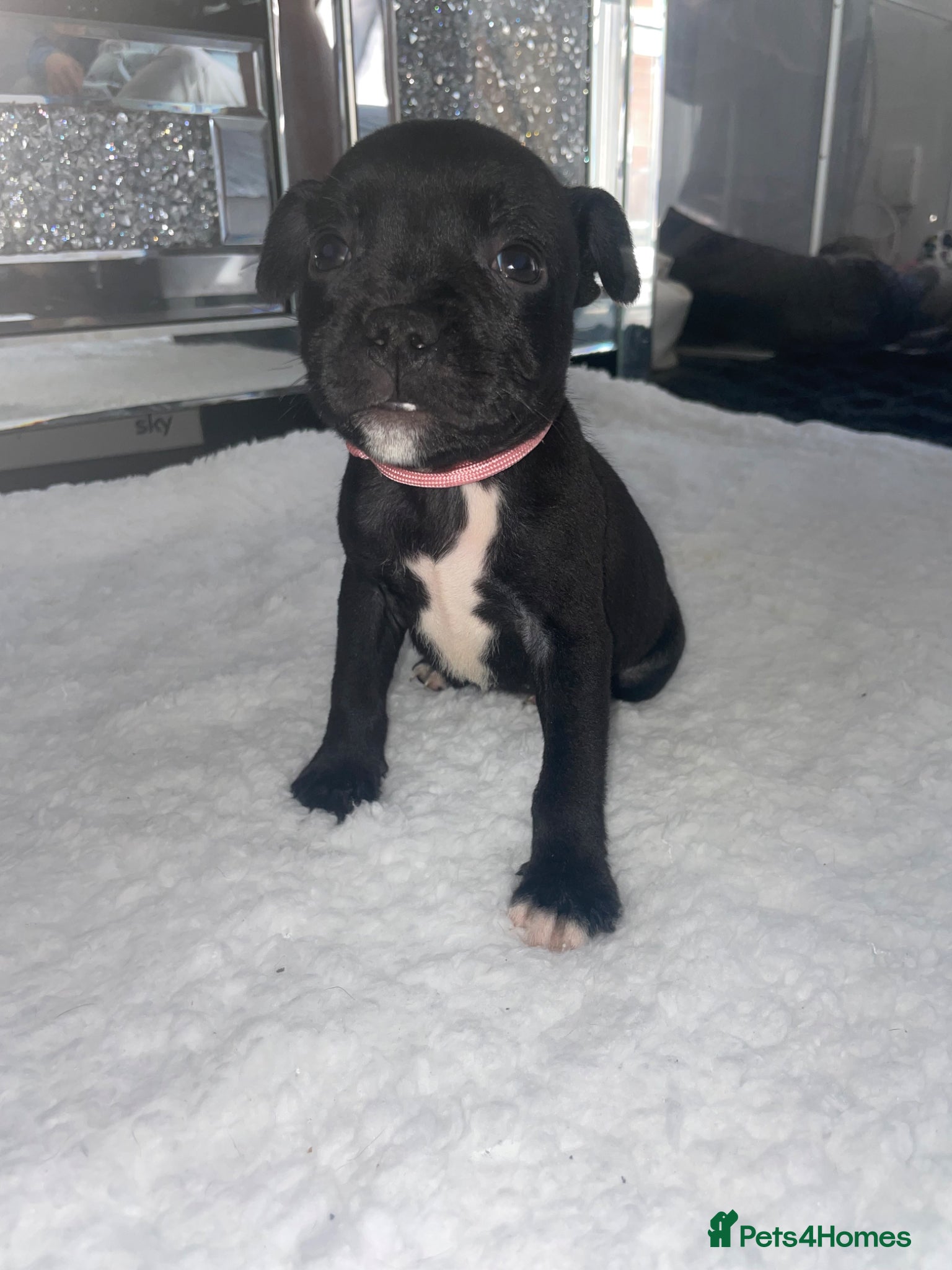 Staffordshire Bull Terrier dogs 6 stunning KC registered Staffy puppy’s  - Advert 12