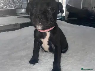 Staffordshire Bull Terrier dogs 6 stunning KC registered Staffy puppy’s - Advert 12